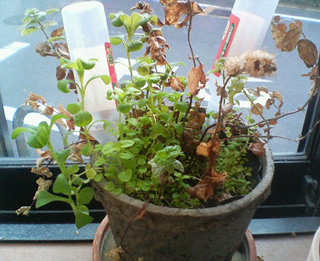 ���ӂɒ�������